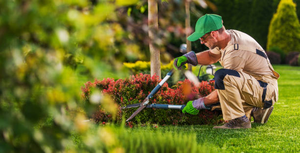 Professional landscaping services